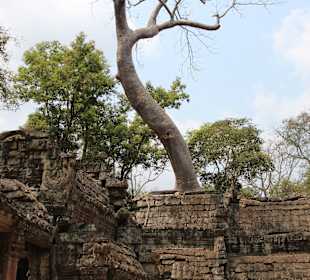 Ta Prohm