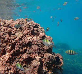 Unterwasserwelt Musandam