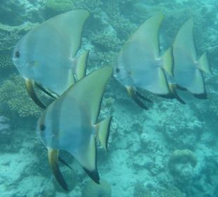 Batfische beim Hausriff