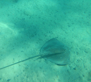 Hausriff - iPhone 5 im DiCAPac Plastik Case