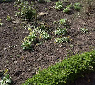 Apothekergarten Ettlingen