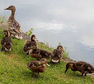 Entenfamilie zu Land