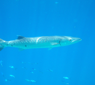 Baracuda war auch da