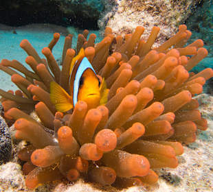 Clownfisch in roter Anemone