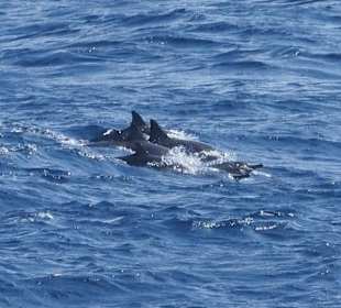 Delphin Tour
