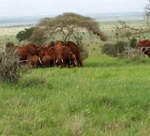 Sarova Salt Lick Game Lodge