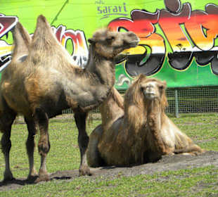 Serengeti Park Hodenhagen