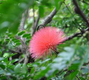 Jardín de Aclimatación de La Orotava