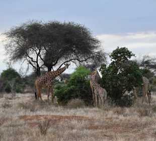 Und viele andere Tiere