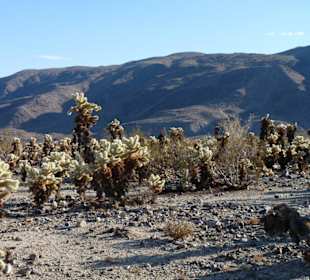 Joshua Tree N.P.