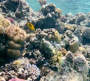 Schnorcheln Marsa Alam