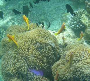 Clownfische in den Anemonen