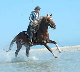 Winter: Mit Berber-Hengst "Flavio" am Strand
