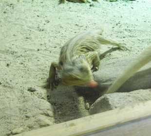 WildparkImpression September 2013