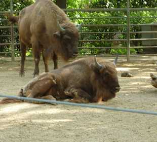 Europäischer Bison