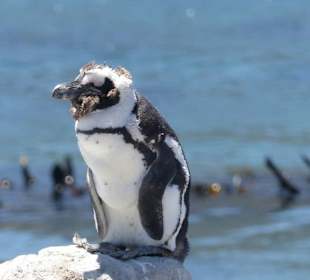 Stoney Point African Penguin Breeding Colony