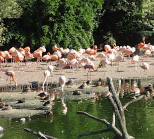 Flamingos
