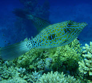 Toller Fisch am Hausriff