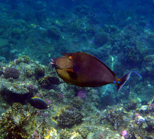 Hotel Kahramana Beach Resort