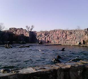 Das Paradies der Seelöwen