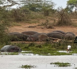 Hippos