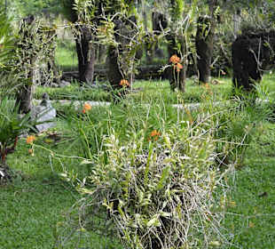 Orchideen Garten 