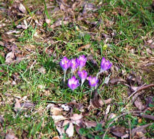 Der Frühling kommt
