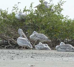 Ile de Marodj Pélicans
