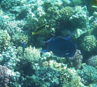 Blauer Drückerfisch