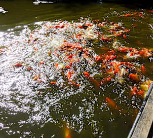 Koi-Fütterung im Teich
