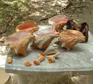 Ausflug-Cayo-Levantado