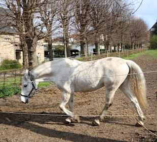 Stolze Hengste auf der Weide