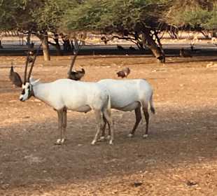 Sir Bani Yas Safari Costa Cruise	