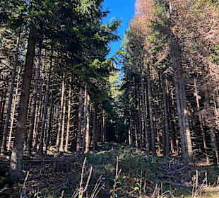 Wandern in Willingen am Ettelsberg