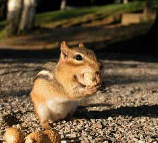 Chipmunk