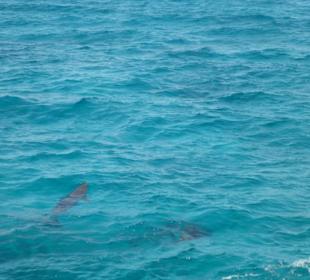 So wunderbare Tiere