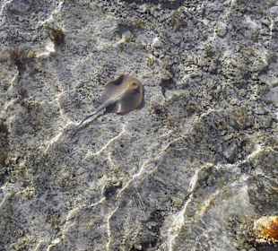 Blaupunktrochen am Steg