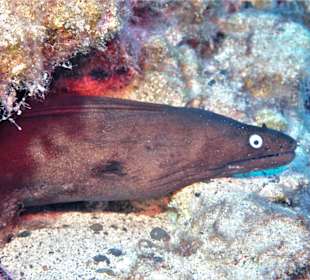 Schnorcheln Costa Calma