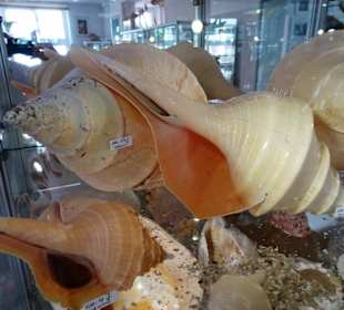 Exponate des Muschelmuseums von Hooksiel