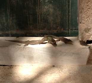 Geckos auf der Isla Dragonera