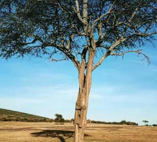 Cheetahs in Amboseli National Park