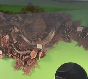 Museum für Naturkunde