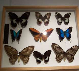Museum