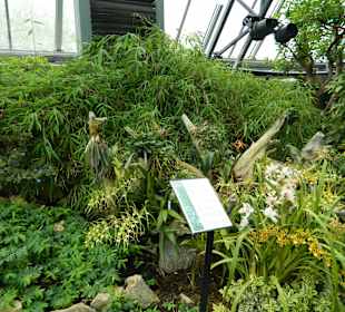 Bambus und Orchideen