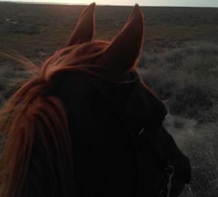 Sonnenuntergangsritt durch die Heide auf Akbar