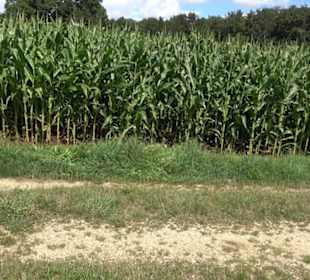 Burgruine Blankenstein