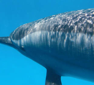 Delfin