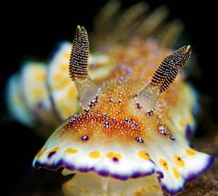 Nacktschnecke