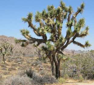 Joshua Tree National Park