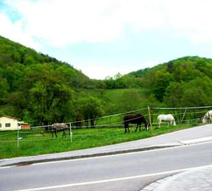 Sehr viele Pferdekoppeln 